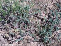 sickle or curvepod milkvetch (<em>Astragalus curvicarpus var. curvicarpus</em>)