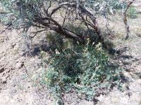 sickle or curvepod milkvetch (<em>Astragalus curvicarpus var. curvicarpus</em>)