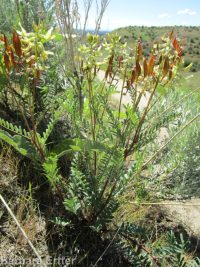 hermit milkvetch (<em>Astragalus eremiticus var. spencianus</em>)
