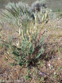 hermit milkvetch (<em>Astragalus eremiticus var. spencianus</em>)