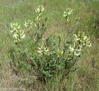hermit milkvetch (<em>Astragalus eremiticus var. spencianus</em>)