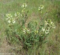 hermit milkvetch (<em>Astragalus eremiticus var. spencianus</em>)
