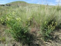 hermit milkvetch (<em>Astragalus eremiticus var. spencianus</em>)