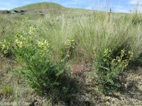 hermit milkvetch (<em>Astragalus eremiticus var. spencianus</em>)