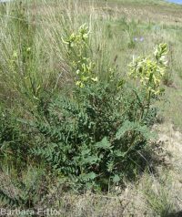 hermit milkvetch (<em>Astragalus eremiticus var. spencianus</em>)