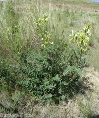 hermit milkvetch (<em>Astragalus eremiticus var. spencianus</em>)