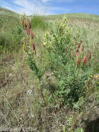 hermit milkvetch (<em>Astragalus eremiticus var. spencianus</em>)
