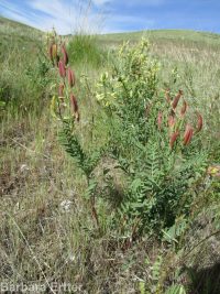hermit milkvetch (<em>Astragalus eremiticus var. spencianus</em>)