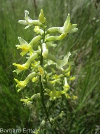 hermit milkvetch (<em>Astragalus eremiticus var. spencianus</em>)