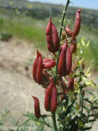 hermit milkvetch (<em>Astragalus eremiticus var. spencianus</em>)