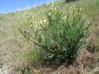 hermit milkvetch (<em>Astragalus eremiticus var. spencianus</em>)
