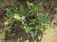 freckled milkvetch (<em>Astragalus lentiginosus var. chartaceus</em>)