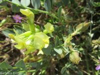 freckled milkvetch (<em>Astragalus lentiginosus var. chartaceus</em>)