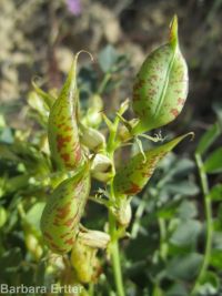 freckled milkvetch (<em>Astragalus lentiginosus var. chartaceus</em>)