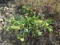 freckled milkvetch (<em>Astragalus lentiginosus var. chartaceus</em>)