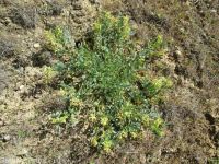freckled milkvetch (<em>Astragalus lentiginosus var. chartaceus</em>)