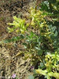 freckled milkvetch (<em>Astragalus lentiginosus var. chartaceus</em>)