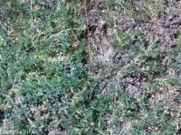 freckled milkvetch (<em>Astragalus lentiginosus var. lentiginosus</em>)