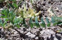 freckled milkvetch (<em>Astragalus lentiginosus var. lentiginosus</em>)