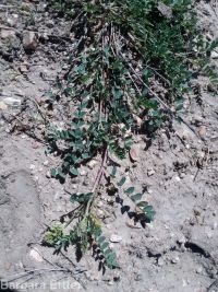 freckled milkvetch (<em>Astragalus lentiginosus var. lentiginosus</em>)