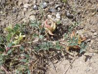 freckled milkvetch (<em>Astragalus lentiginosus var. lentiginosus</em>)