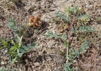 freckled milkvetch (<em>Astragalus lentiginosus var. lentiginosus</em>)