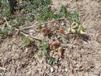 freckled milkvetch (<em>Astragalus lentiginosus var. lentiginosus</em>)