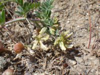 freckled milkvetch (<em>Astragalus lentiginosus var. lentiginosus</em>)