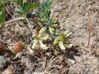freckled milkvetch (<em>Astragalus lentiginosus var. lentiginosus</em>)