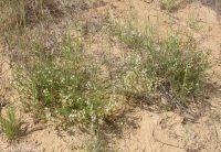 Mulford's milkvetch (<em>Astragalus mulfordiae</em>)