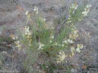 Mulford's milkvetch (<em>Astragalus mulfordiae</em>)