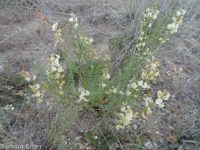 Mulford's milkvetch (<em>Astragalus mulfordiae</em>)