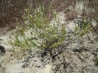 Mulford's milkvetch (<em>Astragalus mulfordiae</em>)