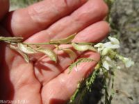 Mulford's milkvetch (<em>Astragalus mulfordiae</em>)