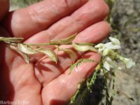 Mulford's milkvetch (<em>Astragalus mulfordiae</em>)