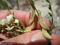 Mulford's milkvetch (<em>Astragalus mulfordiae</em>)
