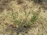 Mulford's milkvetch (<em>Astragalus mulfordiae</em>)