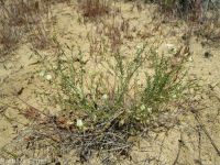 Mulford's milkvetch (<em>Astragalus mulfordiae</em>)