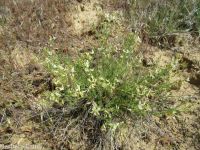 Mulford's milkvetch (<em>Astragalus mulfordiae</em>)