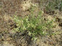 Mulford's milkvetch (<em>Astragalus mulfordiae</em>)