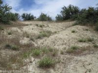 Mulford's milkvetch (<em>Astragalus mulfordiae</em>)