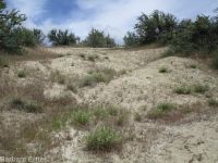 Mulford's milkvetch (<em>Astragalus mulfordiae</em>)