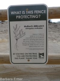 Mulford's milkvetch (<em>Astragalus mulfordiae</em>)