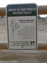 Mulford's milkvetch (<em>Astragalus mulfordiae</em>)