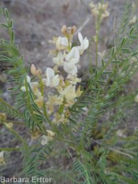 Mulford's milkvetch (<em>Astragalus mulfordiae</em>)
