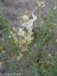 Mulford's milkvetch (<em>Astragalus mulfordiae</em>)