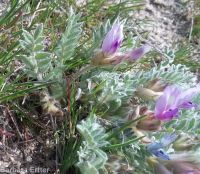 Woolly-pod milkvetch (<em>Astragalus purshii var. glareosus</em>)