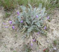 woolly-pod milkvetch (<em>Astragalus purshii var. glareosus</em>)