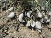 woolly-pod milkvetch (<em>Astragalus purshii var. glareosus</em>)