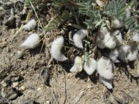 woolly-pod milkvetch (<em>Astragalus purshii var. glareosus</em>)